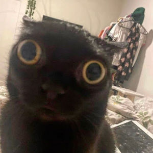 Meet your Posher, _swaggyfattie_